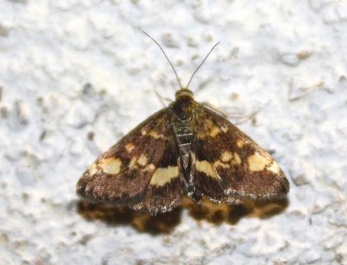Réf. 239 116 : Pyrausta aurata